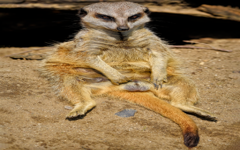 重庆电信机房电话-VPS联盟