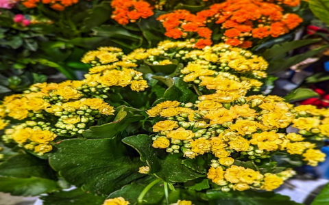 重庆水土机房-VPS联盟