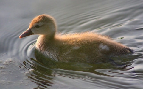 重庆五里店电信机房-VPS联盟