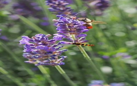 重庆外贸服务器-VPS联盟