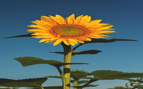 重庆 域名 备案 查询-VPS联盟