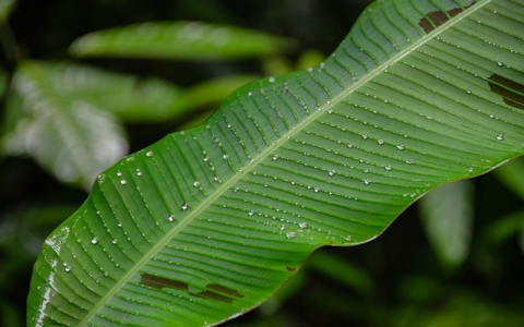 主机标签-VPS联盟