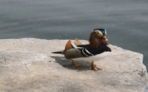 中云数据招聘-VPS联盟