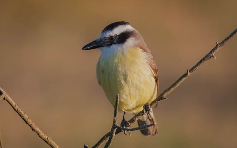 重庆水土机房在那里-VPS联盟