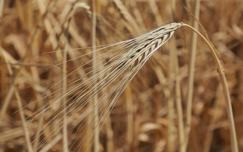 主机查询和域名查询-VPS联盟