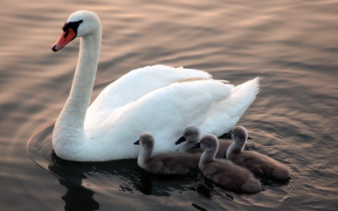 重庆网站服务器租用-VPS联盟