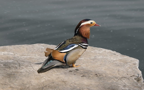 终端服务器超出最大允许链接数-VPS联盟