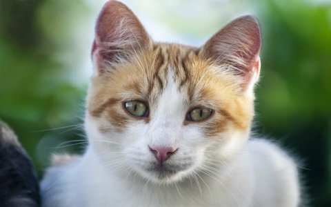 重庆电信idc-VPS联盟