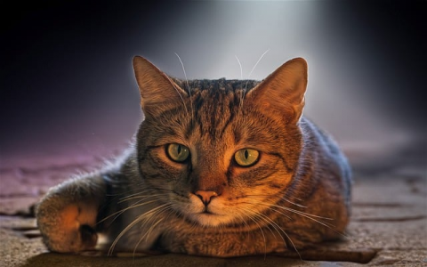 中原地区 服务器-VPS联盟