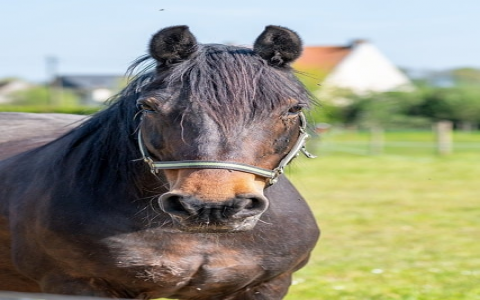 主机厂开发流程-VPS联盟