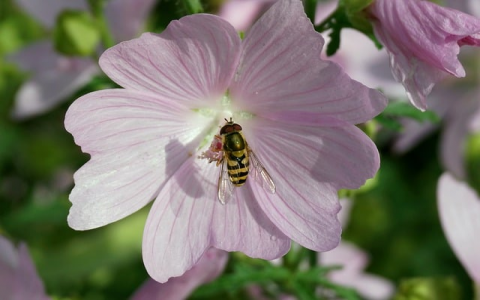 重庆电信机房-VPS联盟