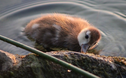 重庆移动idc-VPS联盟