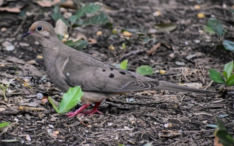 主机不限制-VPS联盟