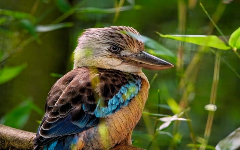 重庆 机房-VPS联盟