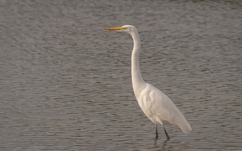 主机宝怎么安装证书-VPS联盟