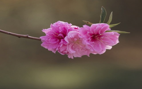 终生使用vps-VPS联盟