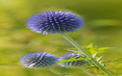 中心传输服务器-VPS联盟