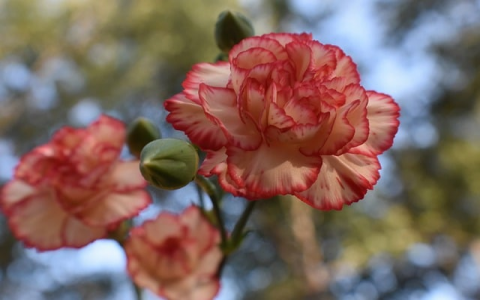 重庆电信服务器托管-VPS联盟