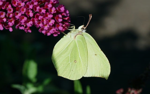 重庆移动idc机房-VPS联盟