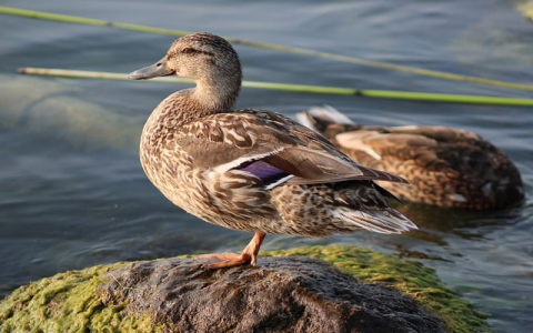 重庆网站开发服务器-VPS联盟