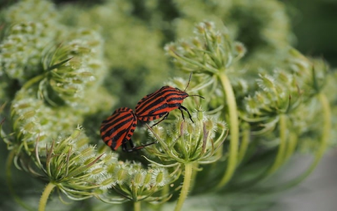 珠海电信数据专线价格-VPS联盟