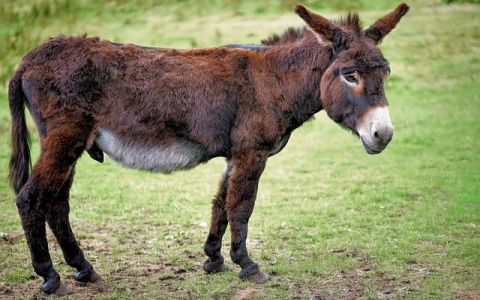 主机IDC互联-VPS联盟