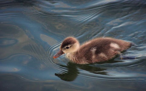 重拉服务器数据-VPS联盟
