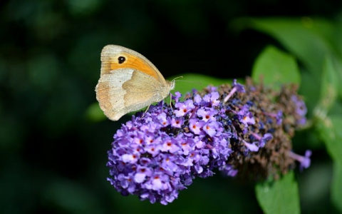 重庆服务器租用-VPS联盟