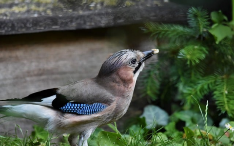 主机从机区别-VPS联盟