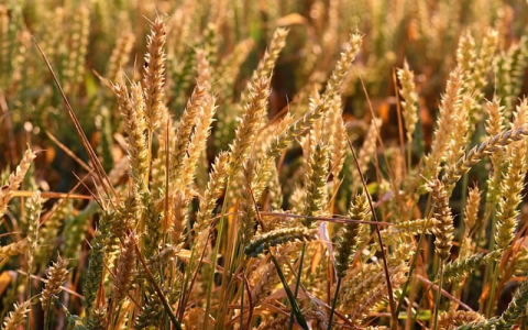 主机标识 数据库-VPS联盟