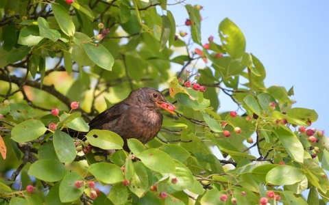 主机操作系统域名服务器-VPS联盟