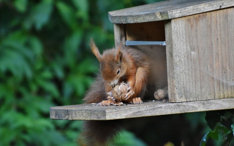 众生云主机-VPS联盟