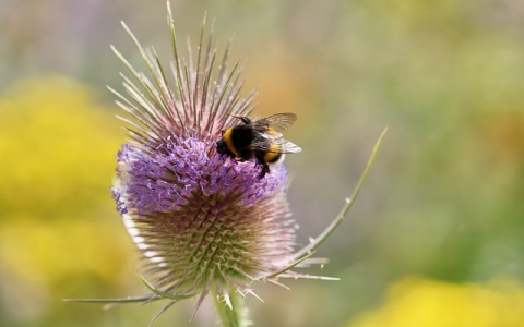 中心管理服务器又叫什么-VPS联盟