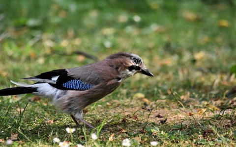 主机成为服务器-VPS联盟