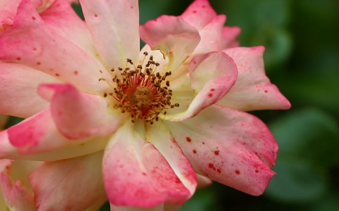 重庆电信机房托管-VPS联盟