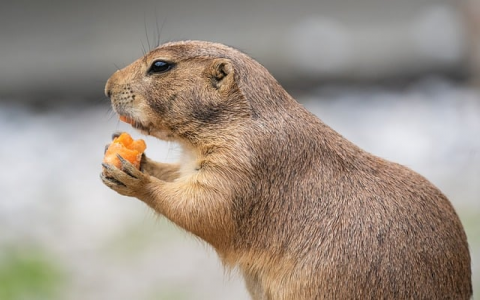 终端连vps-VPS联盟