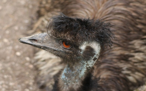 终身云主机-VPS联盟