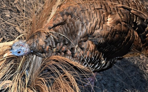 重庆服务器-VPS联盟