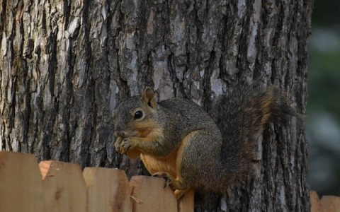 众生数据云计算-VPS联盟