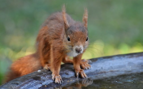 重庆移动 服务器-VPS联盟