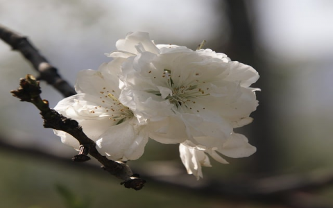 重庆 服务器出租-VPS联盟