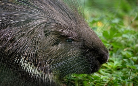 重庆联通idc机房-VPS联盟