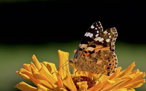 中小企业托管服务器-VPS联盟