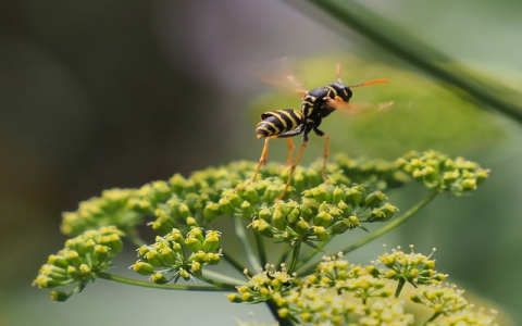 终身免费香港云主机-VPS联盟