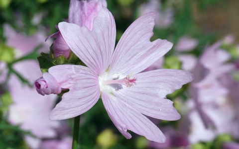 重启虚拟主机-VPS联盟