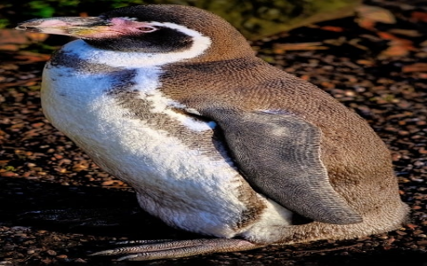 中心服务器-VPS联盟