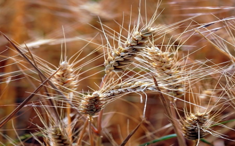 主备方式服务器-VPS联盟