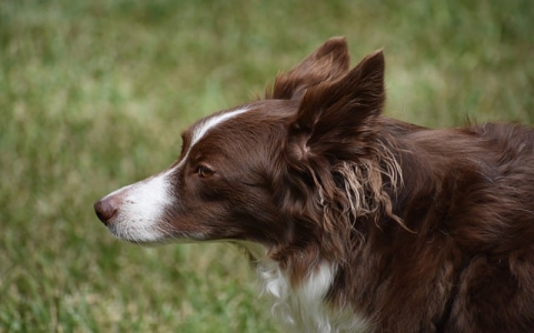 重庆idc运营商-VPS联盟