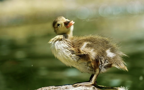 主机带宽 2mbps独享-VPS联盟