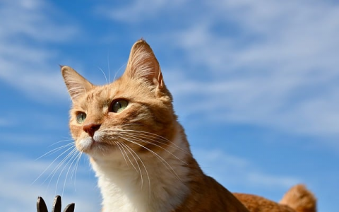 主机ip地址怎么看-VPS联盟